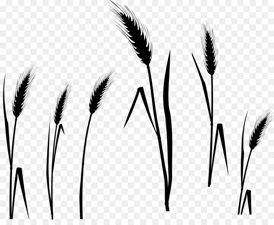 Grasses Black & White - M-Augenbraue - 