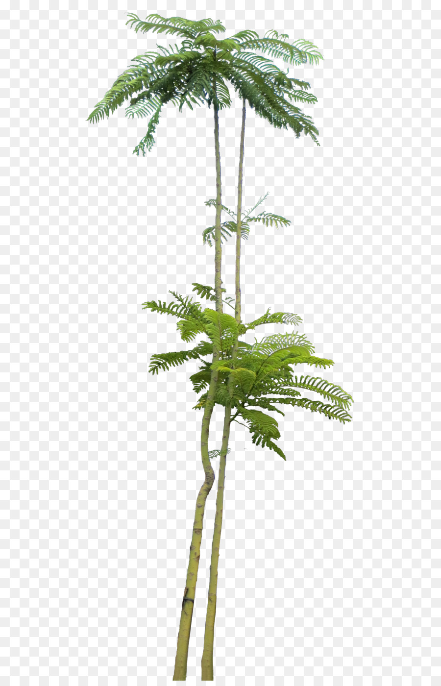Palmen Portable Network Graphics Pflanzen Bild - Baum