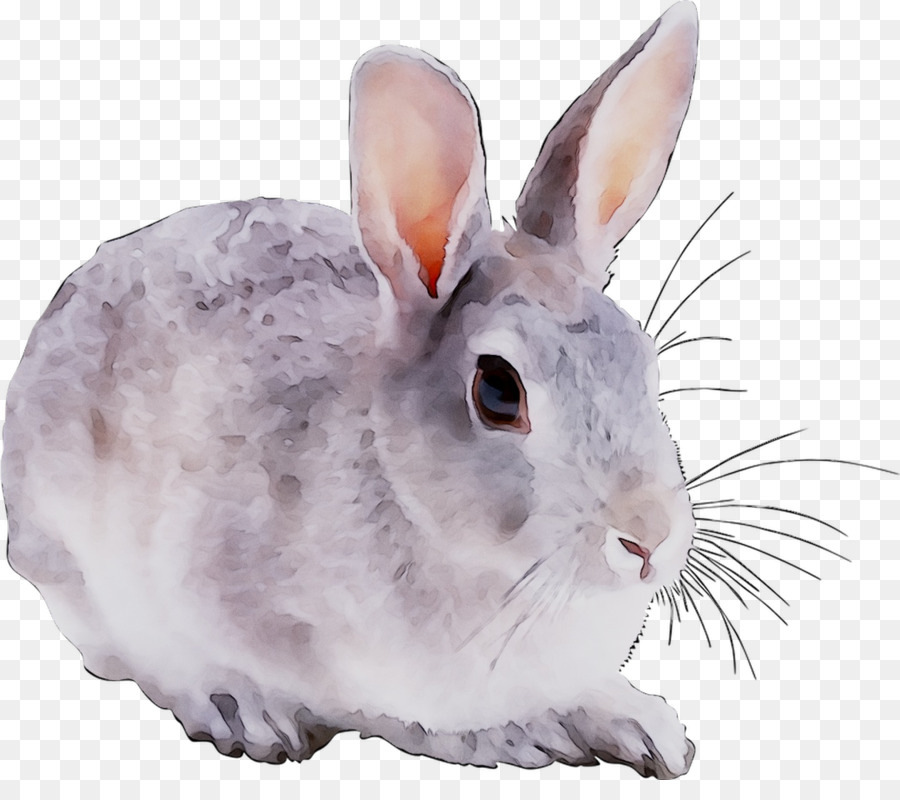 Inländisches Kaninchen ClipArt Zeichnung Snowshoe Portable Network Graphics - 