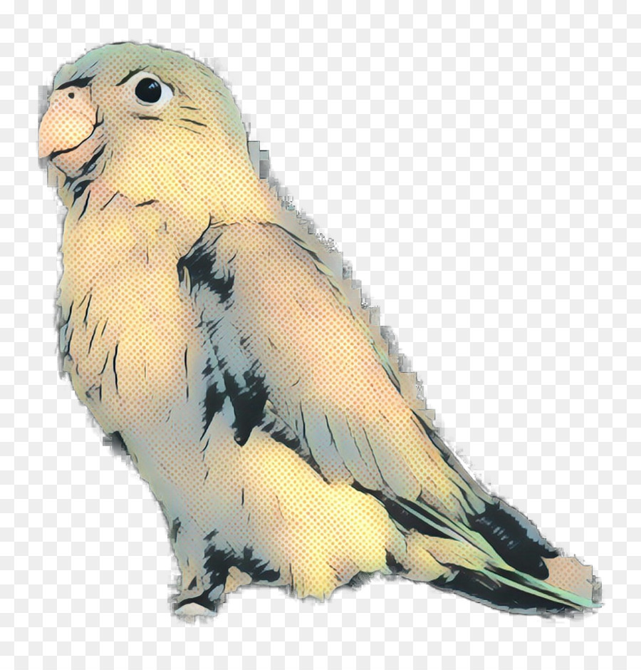 Nymphensittich Wellensittich Papagei Ara Kakadu - 