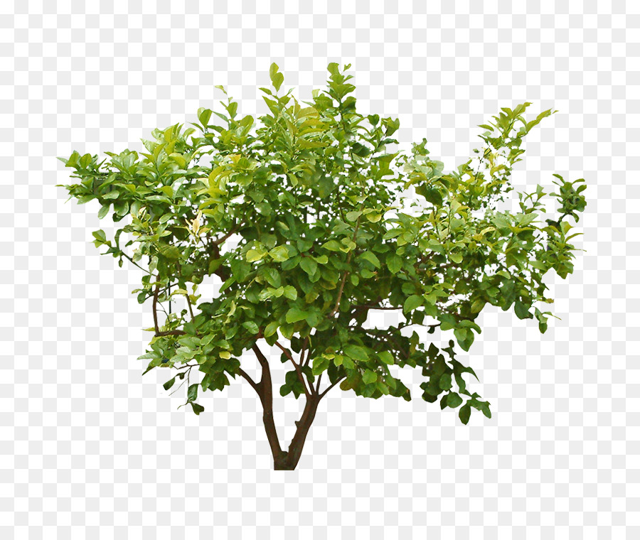 Shrub Portable Network Graphics Clip art Tree Plants - cây