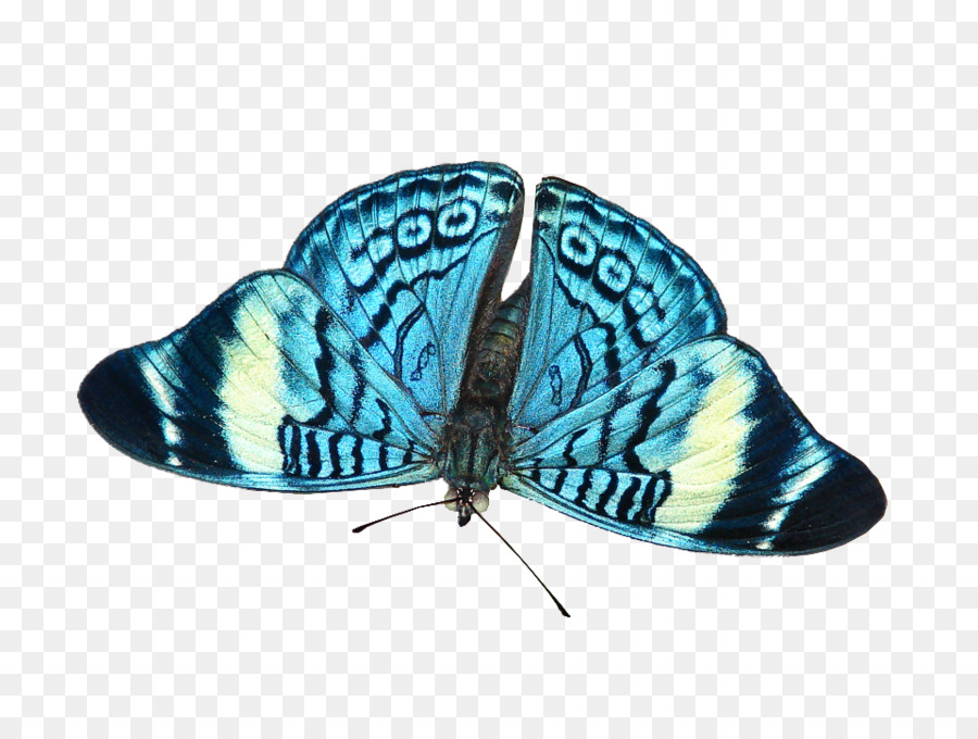 Motte M. Butterfly Microsoft Azure Türkis - Woo Hoo