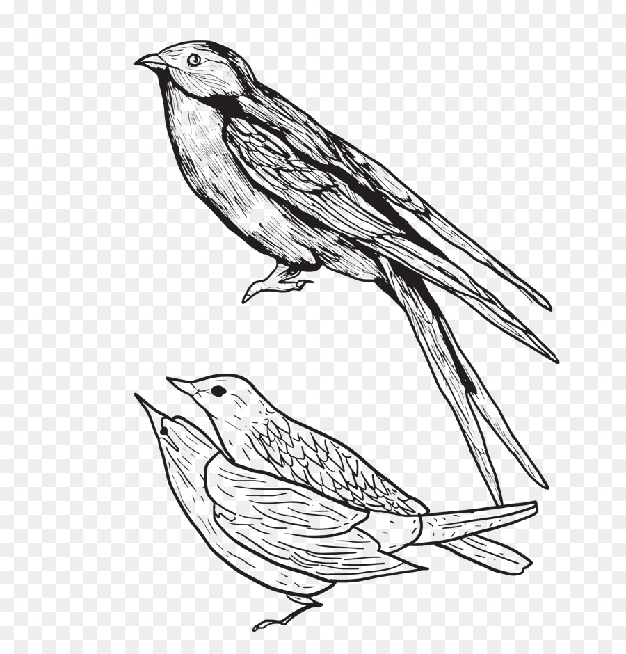 House sparrow CD Baby Image Illustration Grafica di rete portatile - Uccello Cartoon
