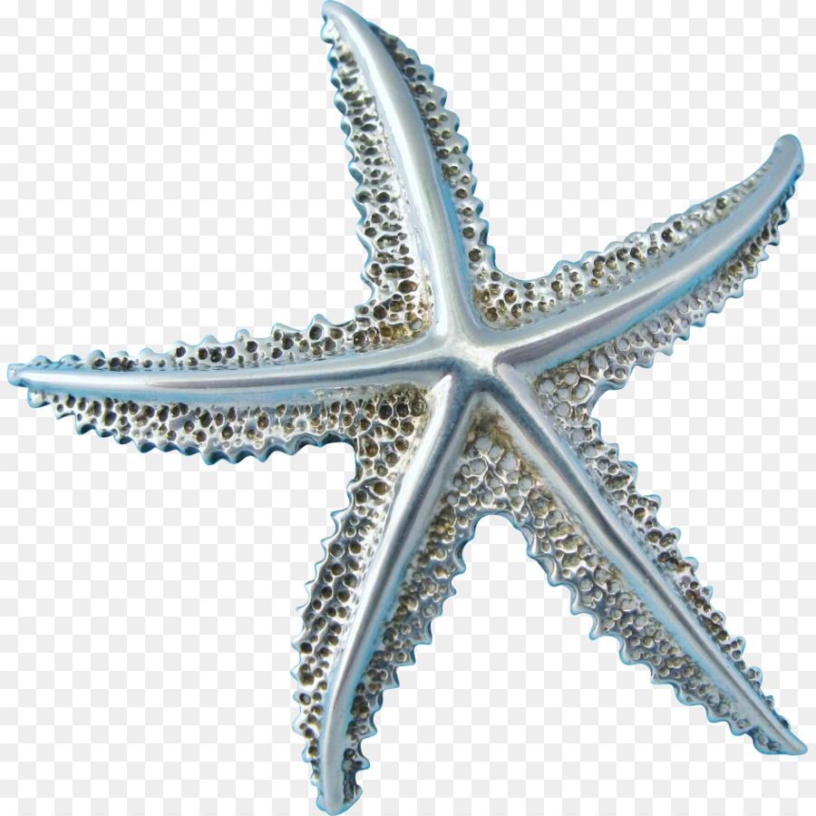 Starfish Echinoderma - stella marina