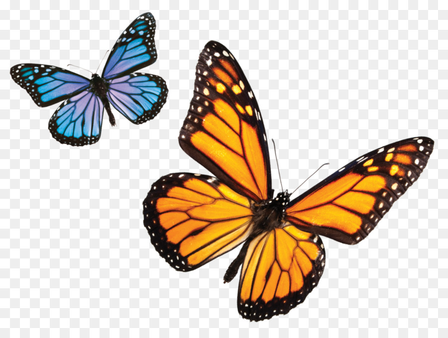 Monarchfalter-Biosphärenreservat-Insekt Menelaus-Blau-Morpho-Ebene-Tiger - Insekt