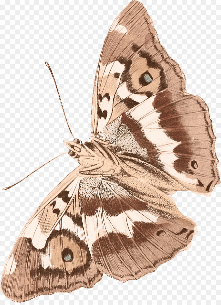 Butterfly Clipart png is about is about Brushfooted Butterflies, Moth, Butt...