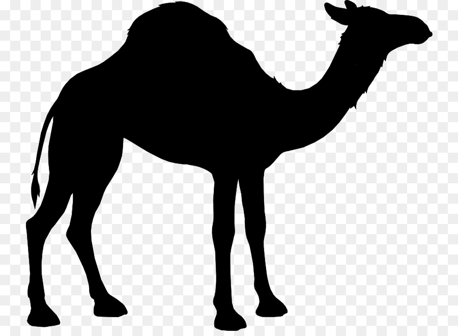 Áo thun lạc đà Zazzle Lời chào & Thẻ ghi chú Sa mạc safari - 