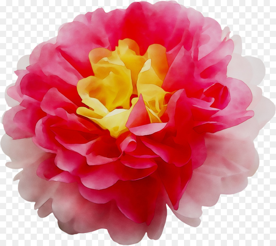 Cải bắp hoa hồng Vườn hoa hồng Nhật Bản Hoa mẫu đơn Hoa cắt - 