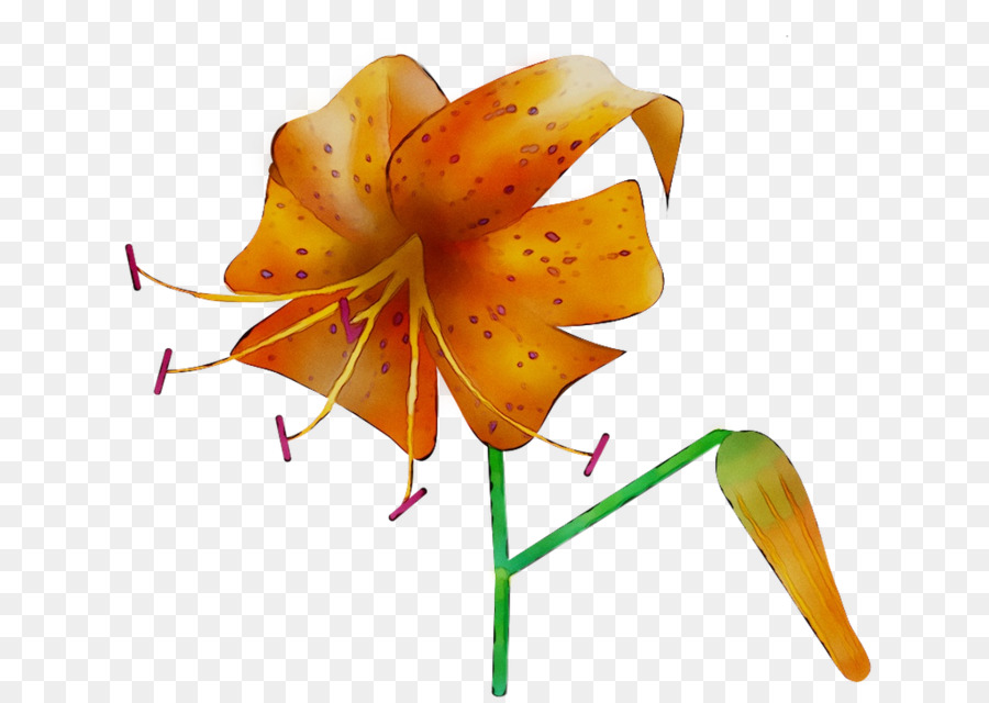 Pflanzenstamm Orange S.A. Pflanzen Lily M - 