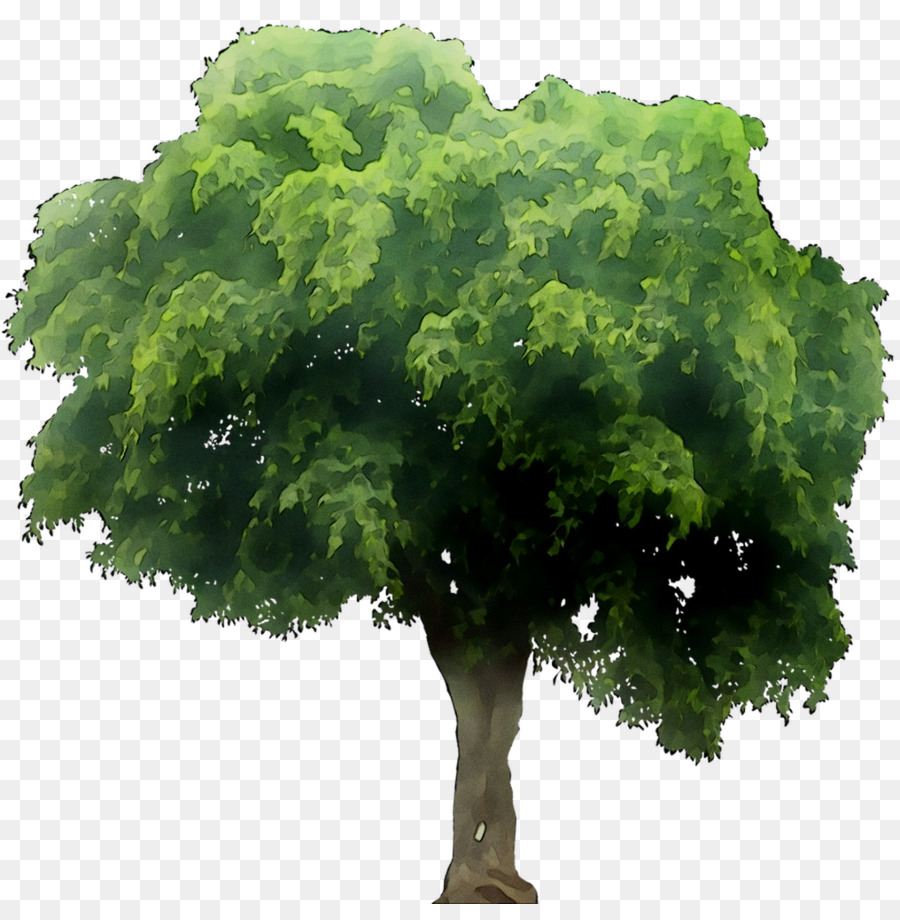 Grüner Baum - 