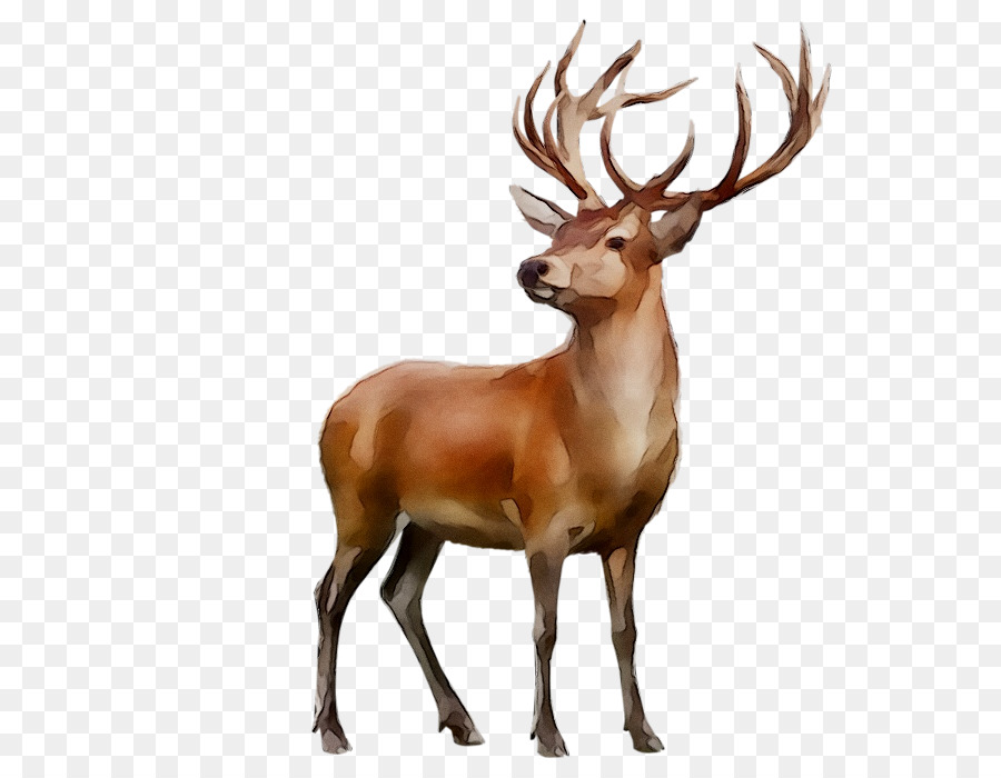 Hươu đỏ Elk tuần lộc hươu đuôi trắng - 