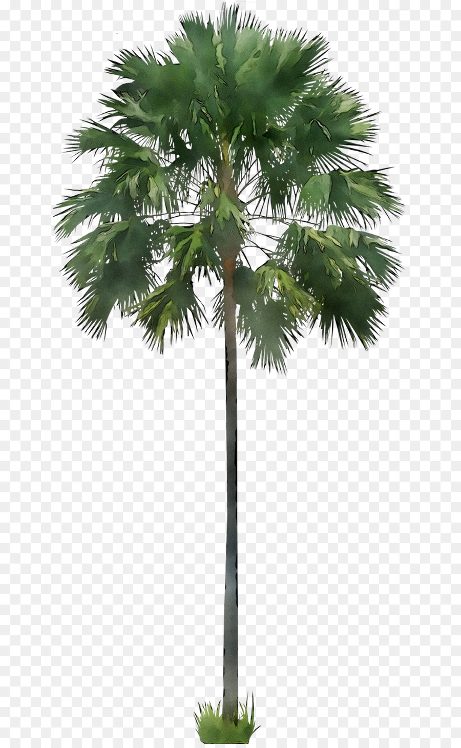 Palma palmyra asiatica Palme Babassu Palme olio di palma da pesca - 