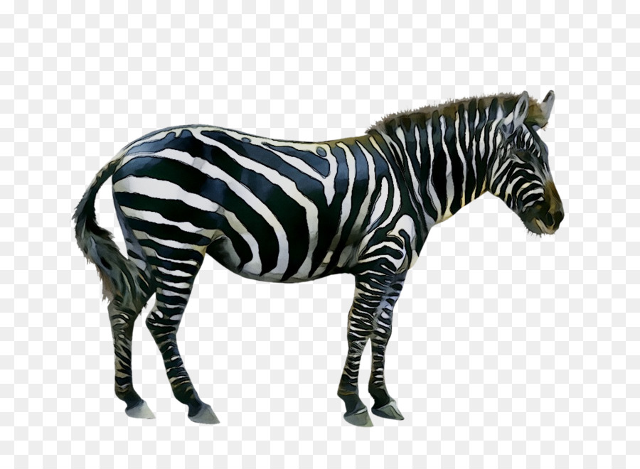 Hình ảnh chứng khoán Quagga Zebra - 