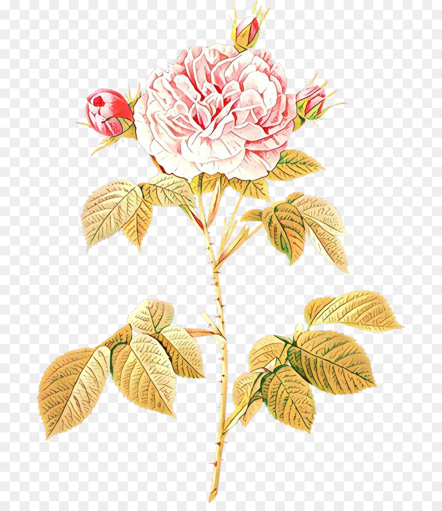 Moosrose Illustration Rosa 'Große Jungfrau erröten' Französische Rose - 