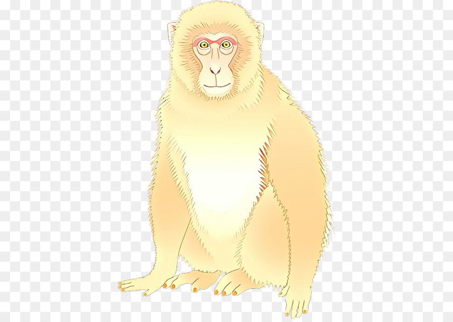 Lion Macaque Whiskers Bear Scimmie del vecchio mondo - 