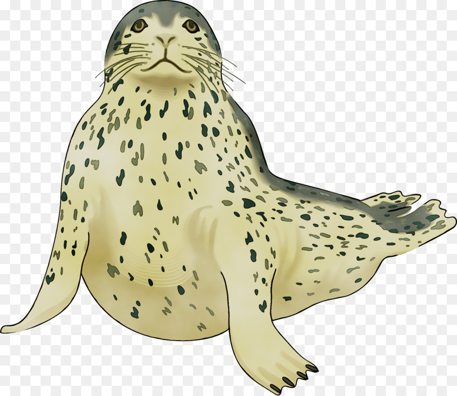 Harbor seal Sea lion Clip art Balena di assassino - 