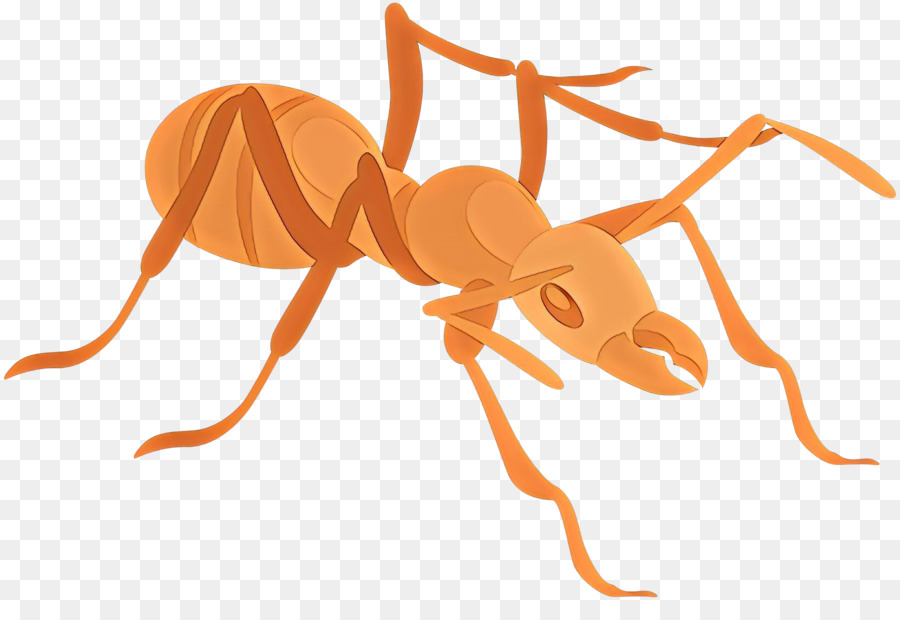 Ant Clip art Portable Network Graphics Image Vector Graphics - 