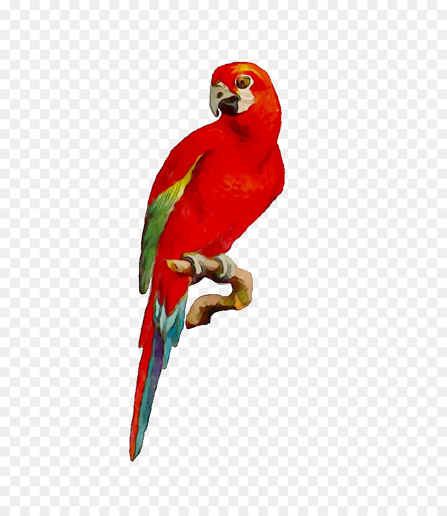 Vogel Macaw Bild Sittich Loriini - 