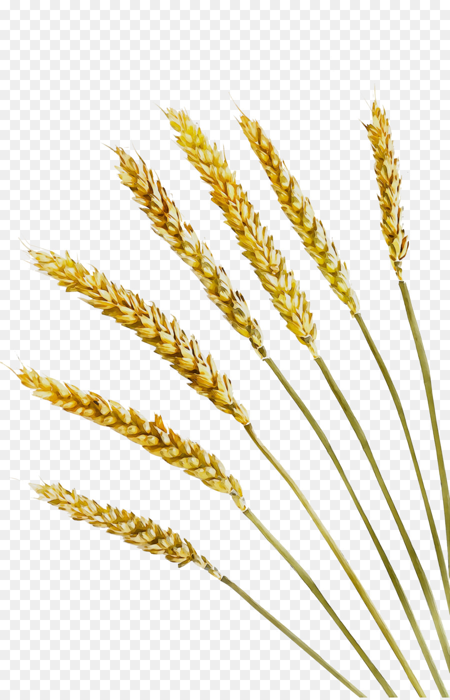 Emmer Video Grano di grano di frumento Einkorn - 