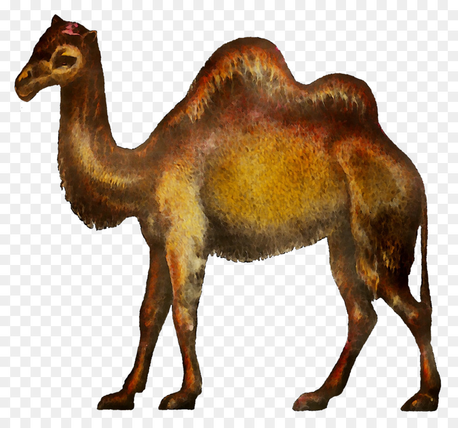 Clip art Dromedario Portable Network Graphics Immagine di cammello battriano - 