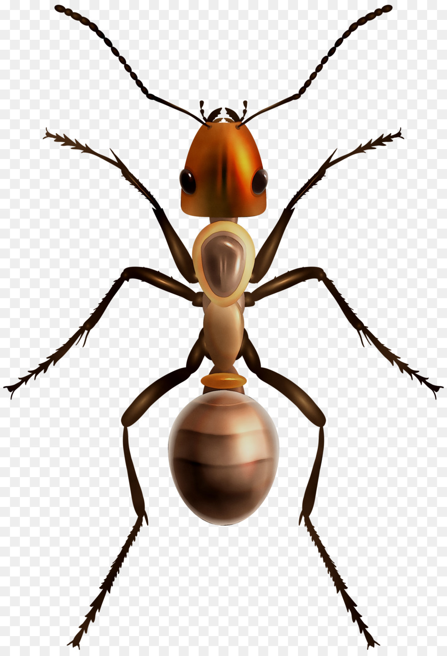 Ant Vector đồ họa Clip nghệ thuật Côn trùng Kho ảnh - 