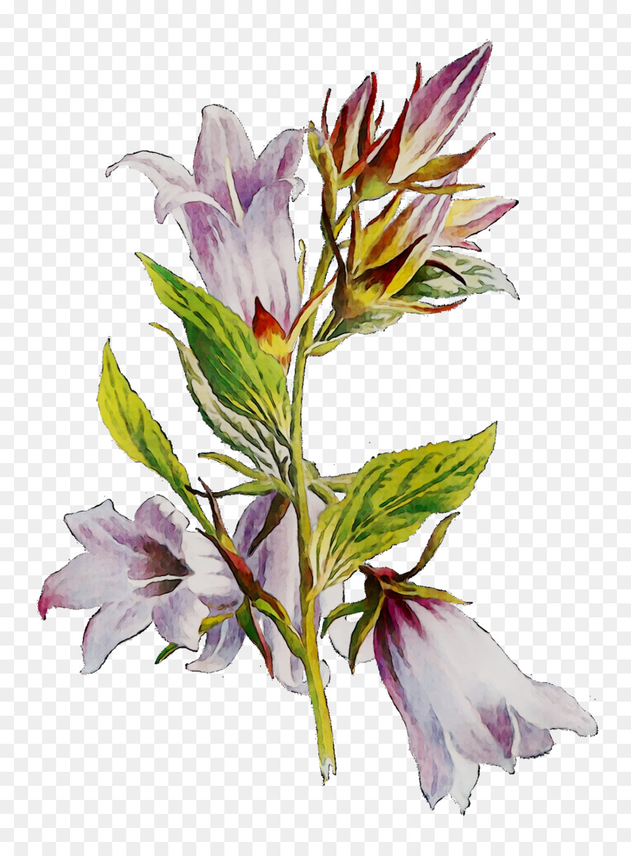 Lily của người Inca Cắt hoa Cây thân cây - 