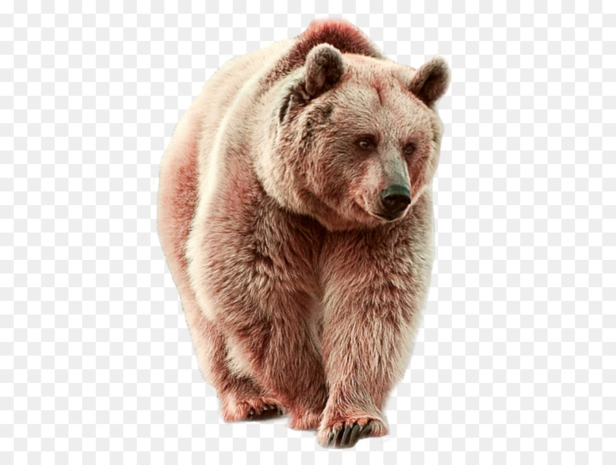 Immagine di clip art di rete portatile Immagine di orso polare - Orso