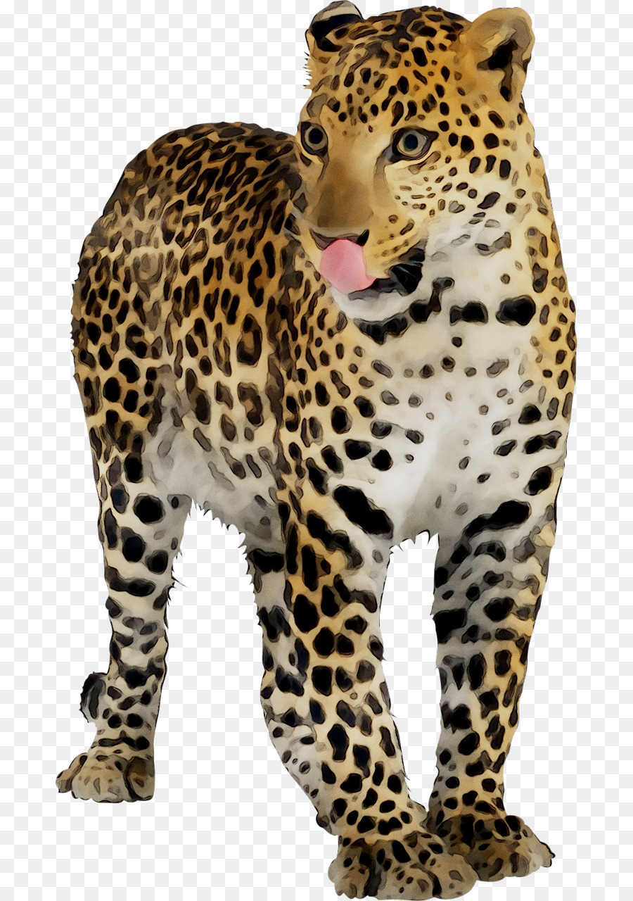 Grafica di rete portatile di Leopard Jaguar Gheethah Clip Art - 