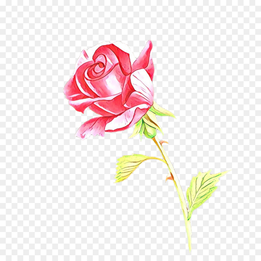 Garten Rosen Kohl rose, Schnittblumen Floral design - 