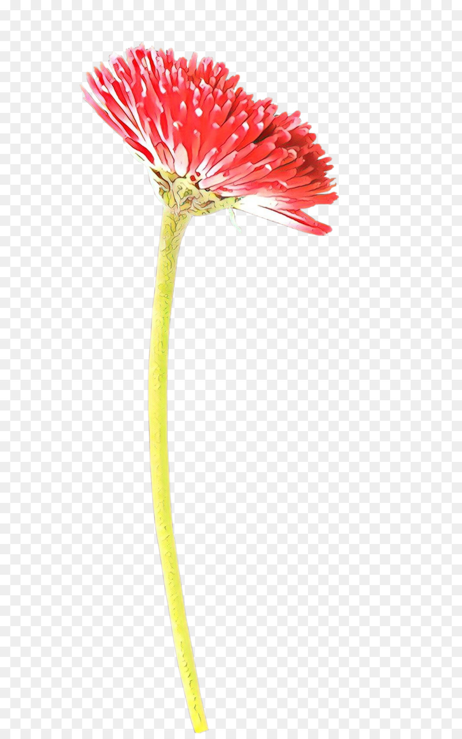 Transvaal Daisy Cut Blumen Pflanzenstamm-Mohnblume - 