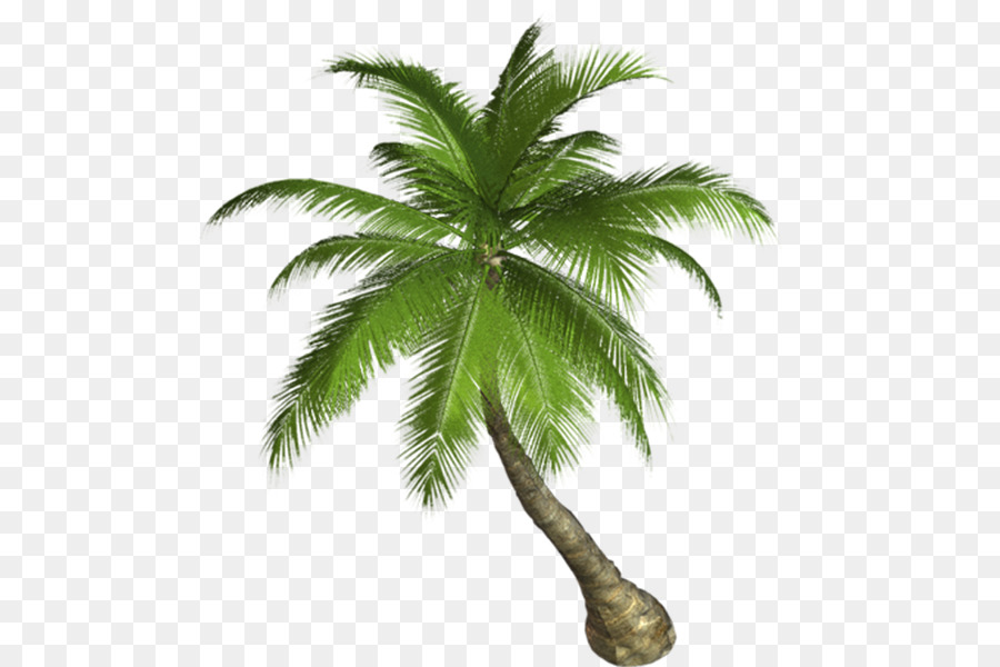 Palm Trees Portable Network Graphics Clip art Trasparenza Sfondi desktop - malina weissman png beach