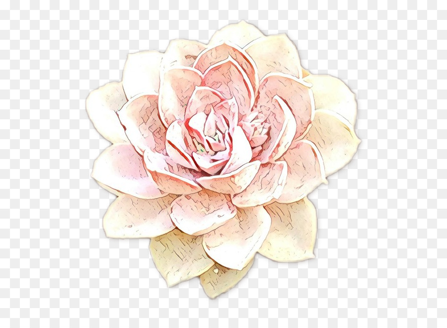 Garten Rosen Schneiden, Blumen Blütenblatt Rosa M - 