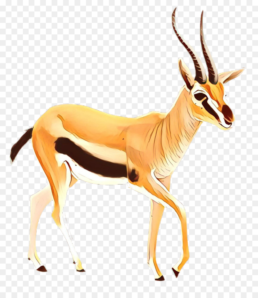 Springbock Impala Gazelle Hirsch Fauna - 