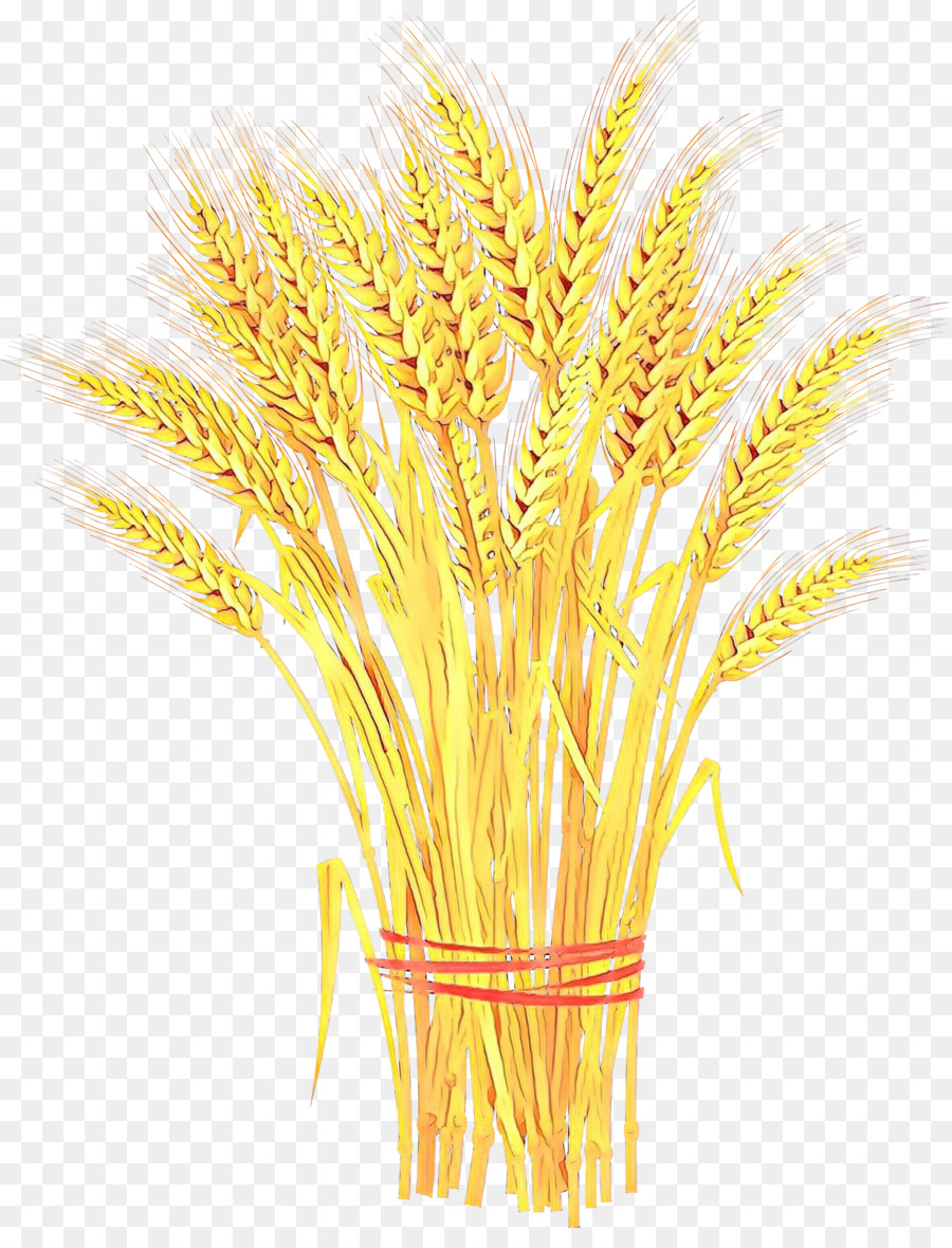 Wheat Cartoon png download - 2325*3000 - Free Transparent Wheat png  Download. - CleanPNG / KissPNG