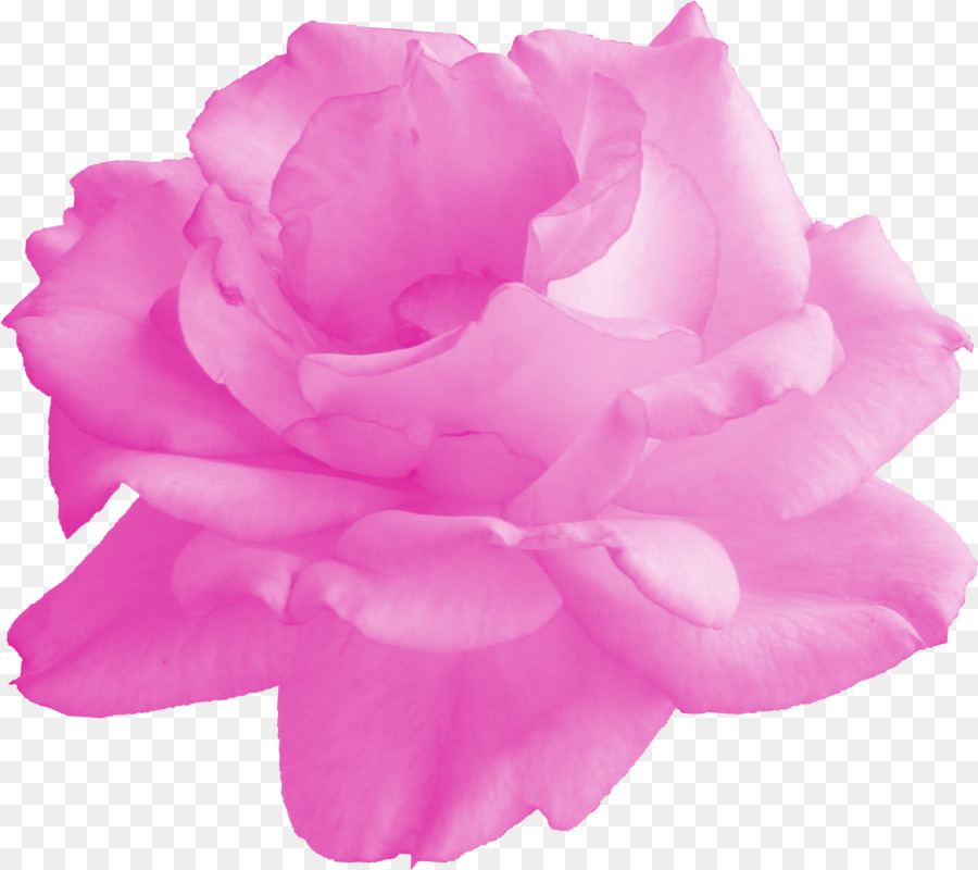 Garten Rosen Kohl rose, Floribunda Cut Blumen Blütenblatt - rosa png stieg