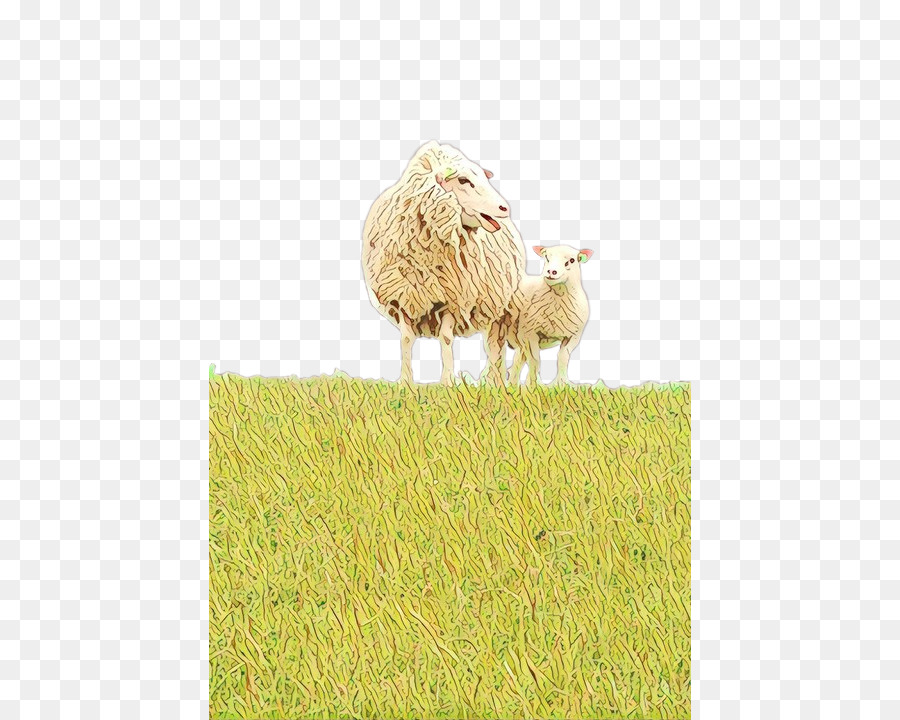 Cây cỏ cừu hàng hóa - 