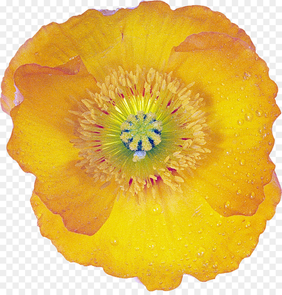 Immagine del disegno del papavero del fiore Grafica della rete portatile - file png png