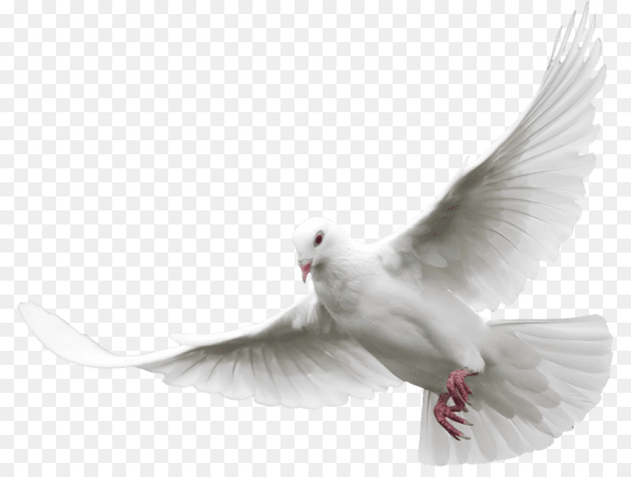 Tham Khảo 50 Hình Ảnh Chim Bồ Câu Đẹp Biểu Tượng Của Hòa Bình