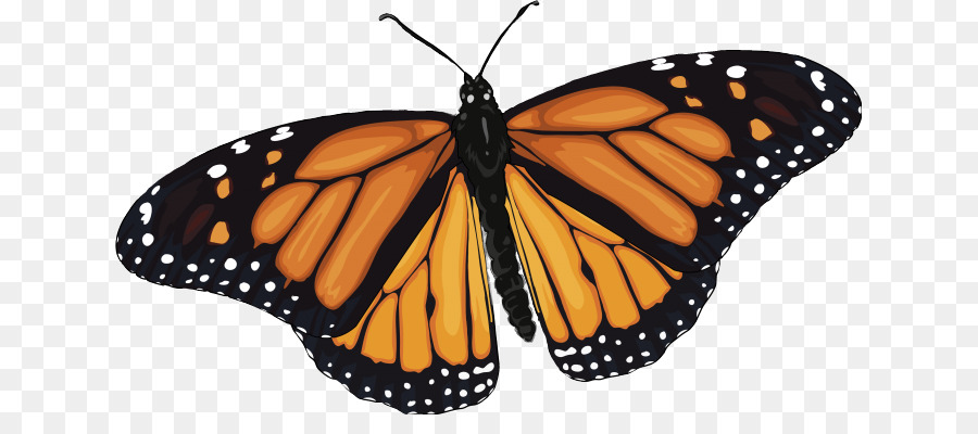 Monarch Butterfly Insektenbürste-Fuß Schmetterlinge Caterpillar - Schmetterling Png Orange