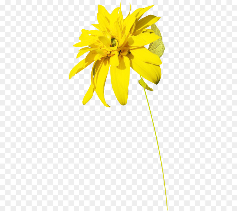 Petalo di disegno floreale giallo girasole comune - corona di fiori trasparente png giallo