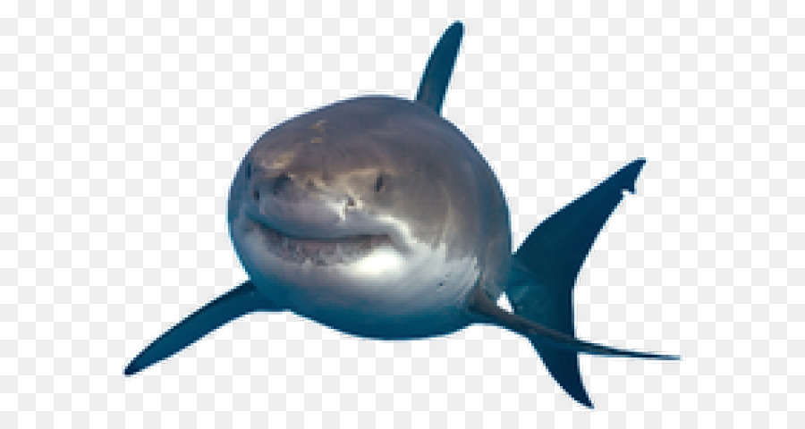Great cá mập trắng Đồ họa mạng di động Vẽ hình ảnh - cá mập png trong suốt