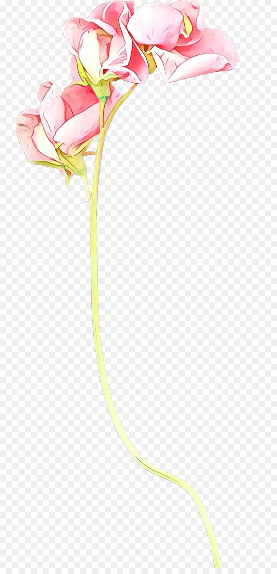 Orchidee falena Fiori recisi Famiglia delle rose Stelo vegetale - 