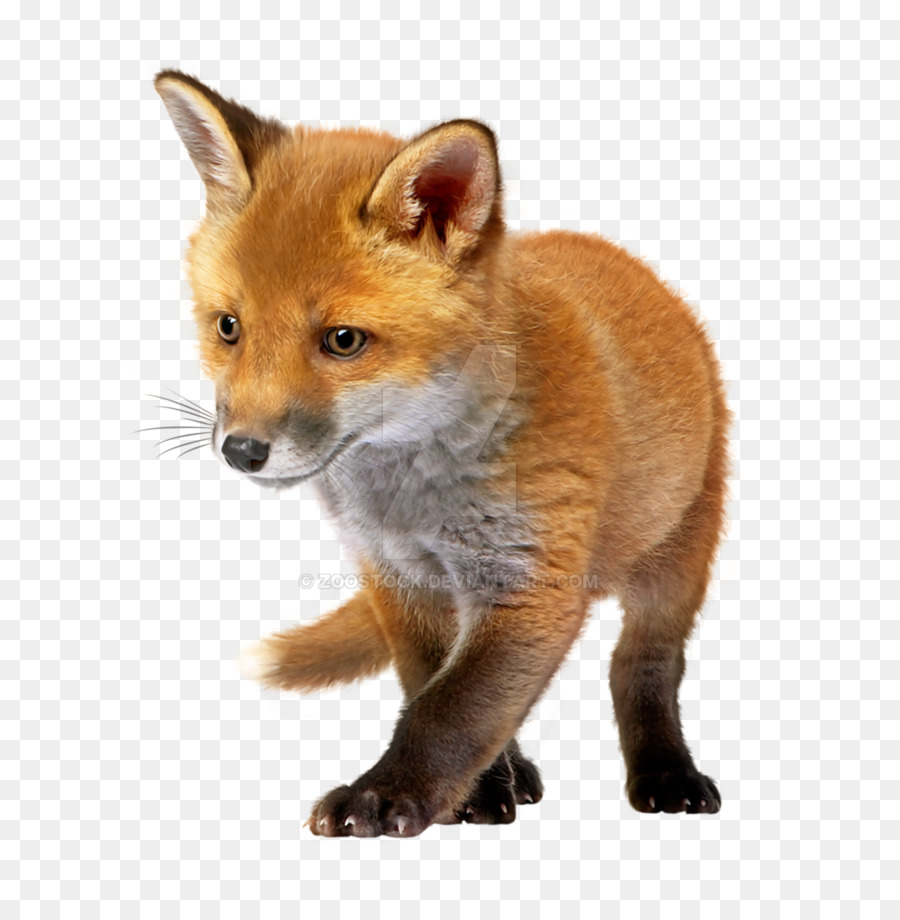 Đồ họa mạng di động Red Fox Clip Art Image - con cáo màu nước png etsy