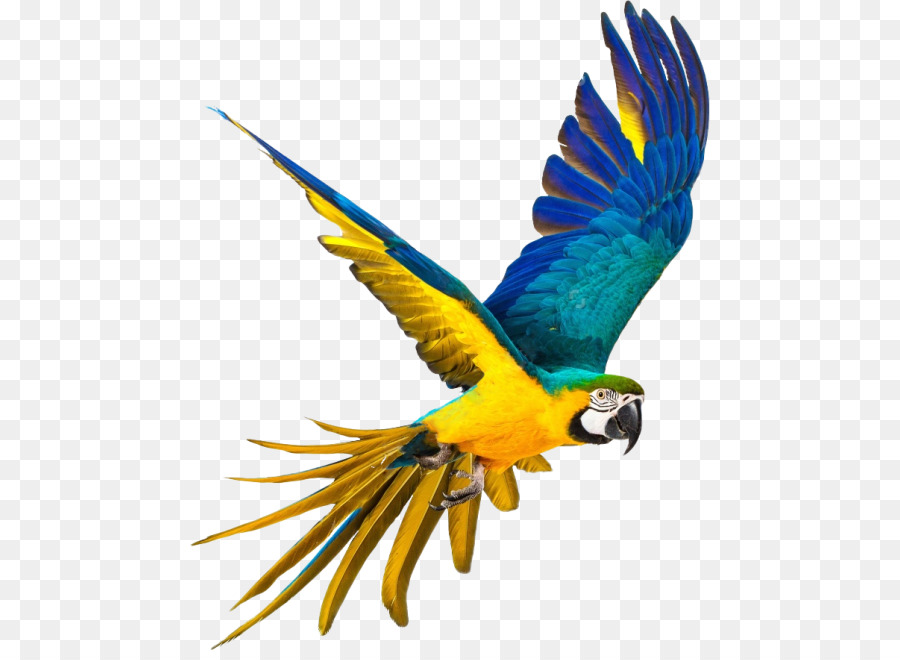 Papagei stock photography Vogel Macaws - Vogel fliegender png Papagei