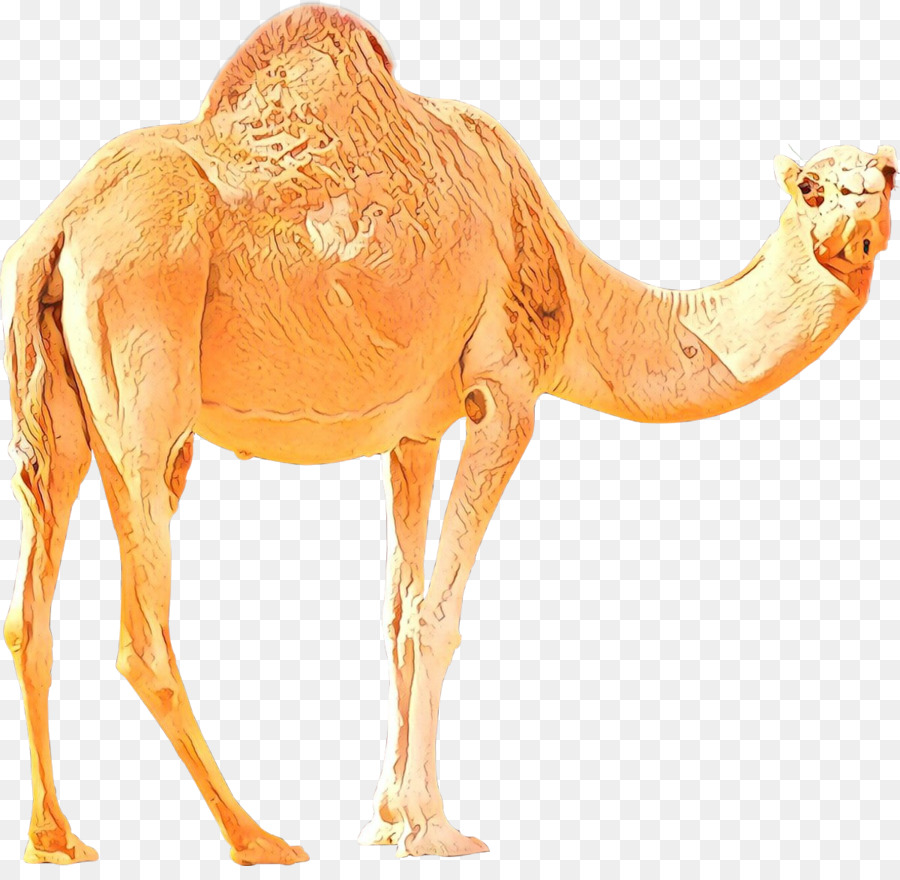 Bactrian Camel Camel