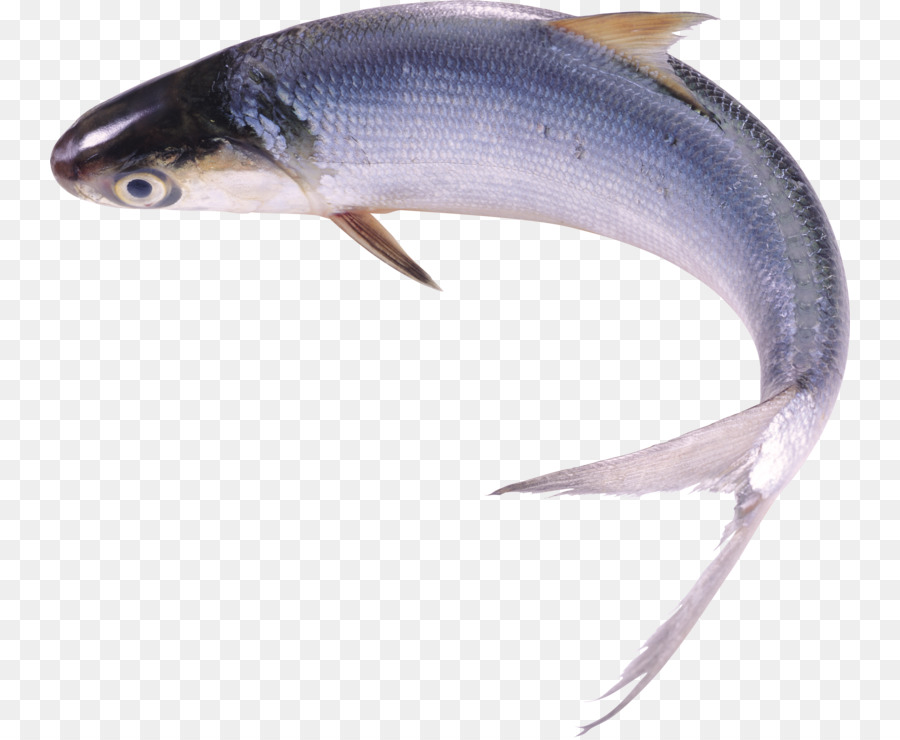 Portable Network Graphics Clip art Icone Fish Image Computer - sfondo trasparente di pesce png
