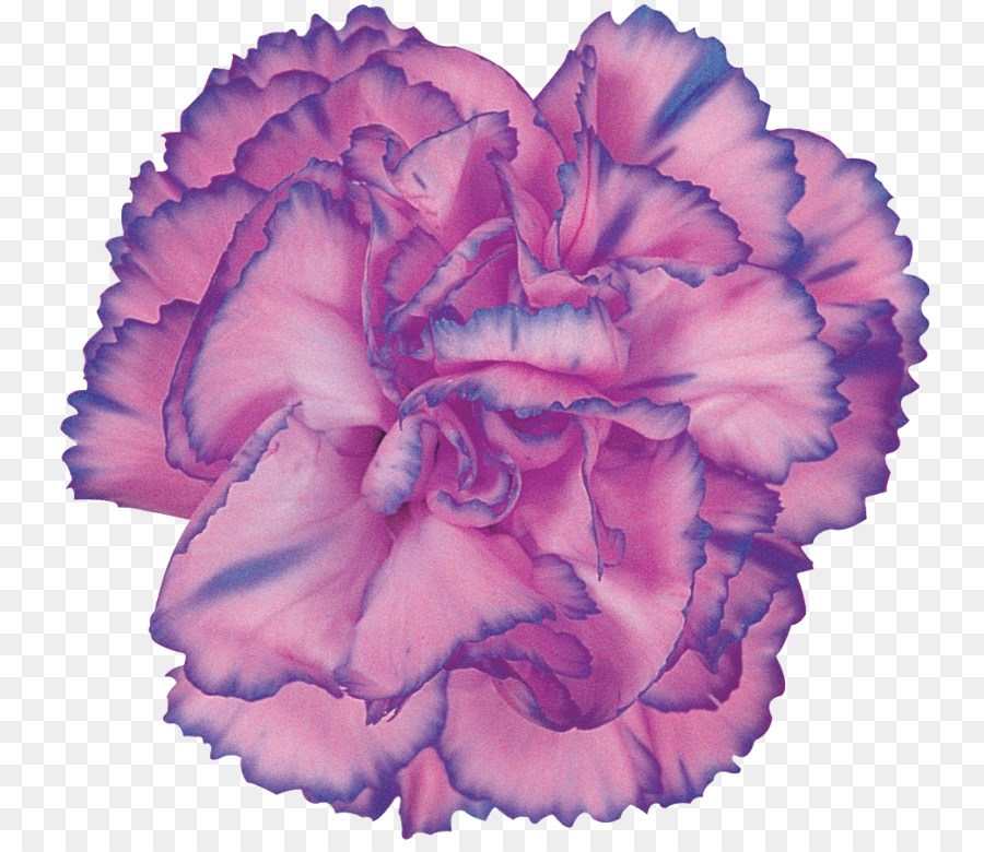 Hoa cẩm chướng Cắt hoa hồng - cẩm chướng png tải về