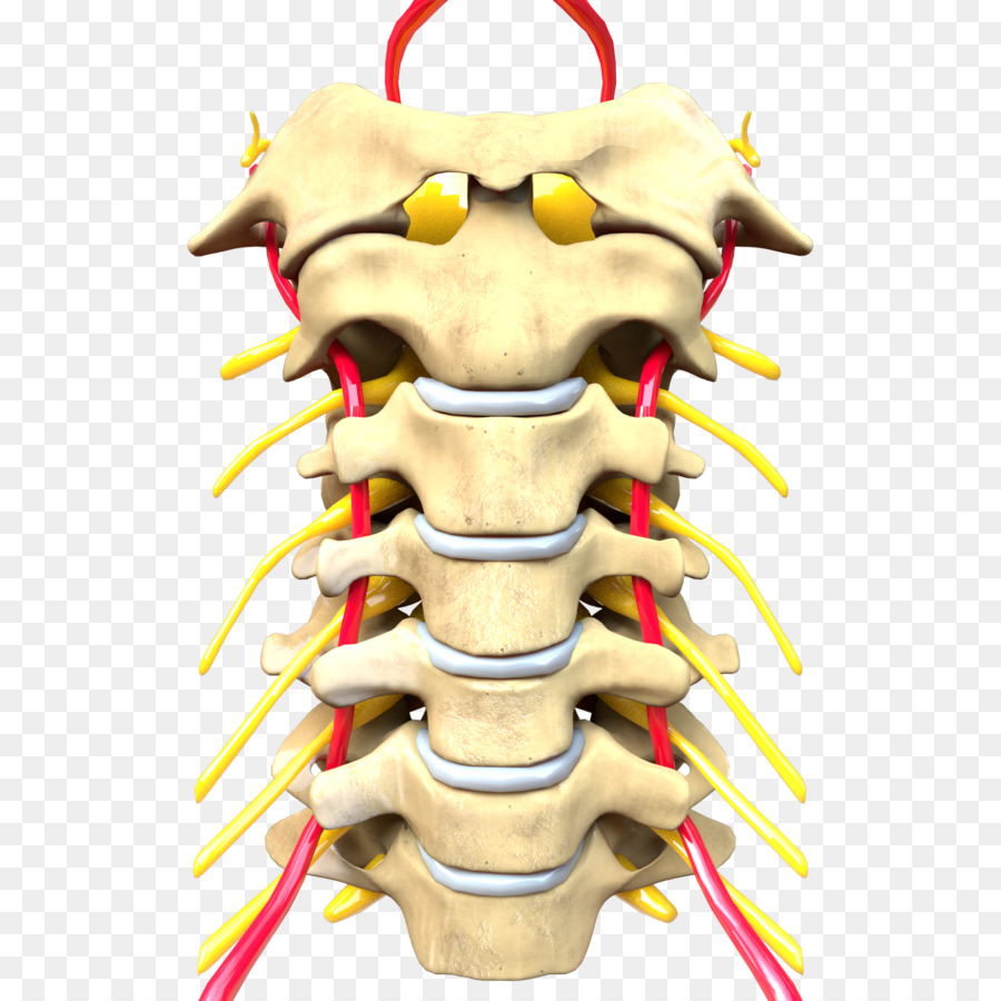 Wirbelsäule Halswirbelsäule Zentralnervensystem Wirbelvorsprung - Wirbelsäule png Wirbel