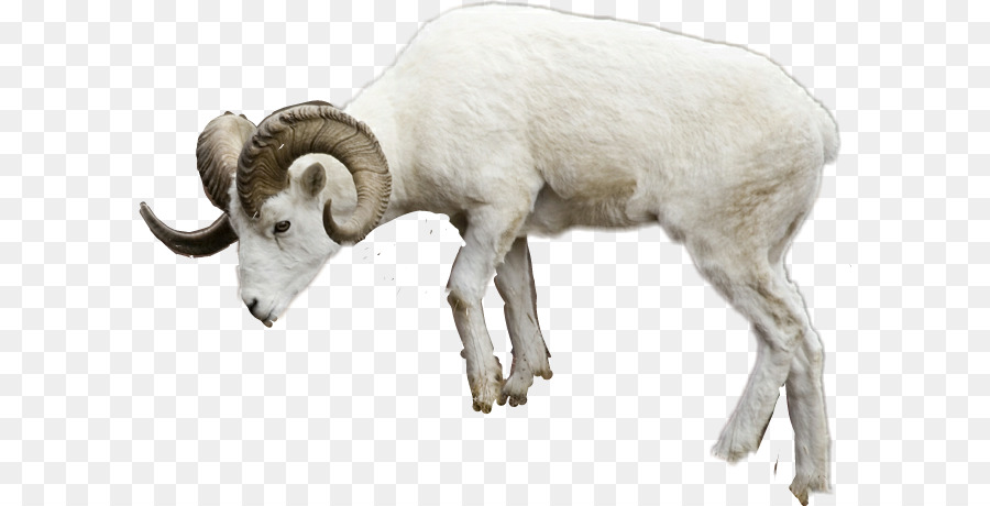Dickhornschaf Merino Goat Shorthorn - tierisches png pluspng