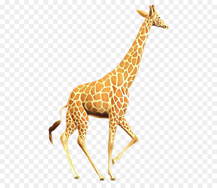Giraffa animale terrestre modello collo fauna - 